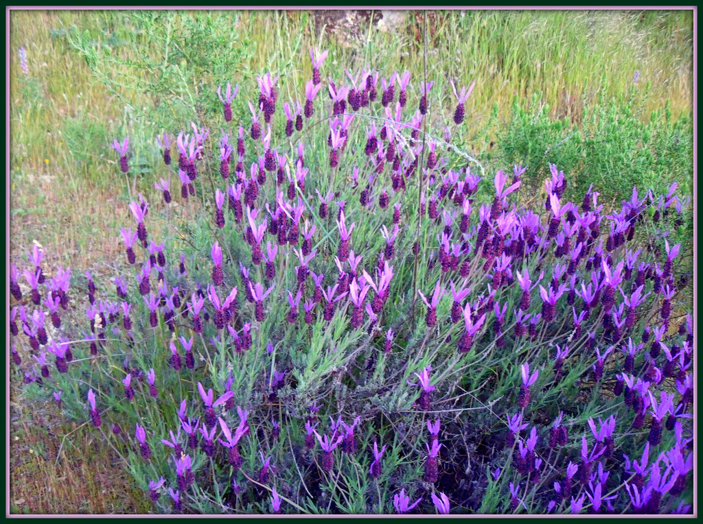 Iberian* Lavender - best viewed large. Spring revisited no 8.