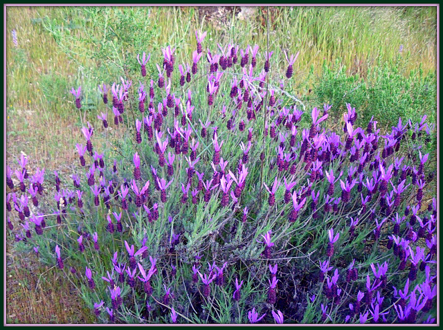 Iberian* Lavender - best viewed large. Spring revisited no 8.