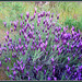 Iberian* Lavender - best viewed large. Spring revisited no 8.