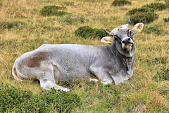 Tiroler Kuh auf der Labeseben Alm 2139 m (Pic-in-Pic)