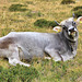 Tiroler Kuh auf der Labeseben Alm 2139 m (Pic-in-Pic)