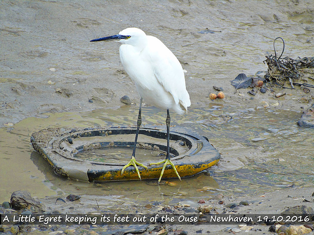 Little Egret keeping out of the Ouse - Newhaven - 19.10.2016