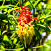 Gloriosa Superba (Colchicaceae), Royal Botanic Gardens of Peradeniya, Kandy