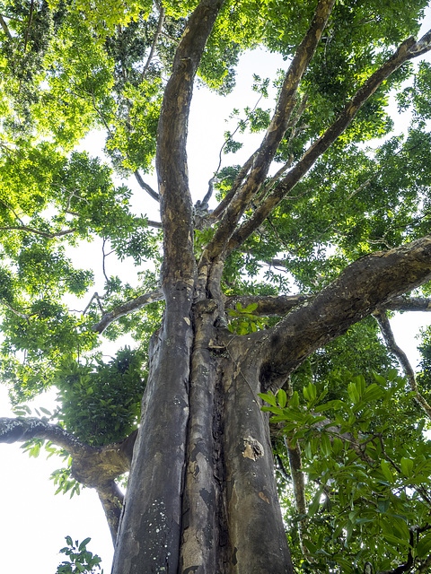 Diospyros atrata (Sri Lanka only), Royal Botanic Gardens of Peradeniya, Kandy