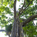 Diospyros atrata (Sri Lanka only), Royal Botanic Gardens of Peradeniya, Kandy