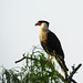 Day 6, Crested Caracara, Hawk Alley, South Texas