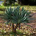 admired in a garden  Aloe plicatilis