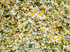 Find my Ipernity nickname among the daisies (Contest without prize:)