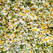 Find my Ipernity nickname among the daisies (Contest without prize:)