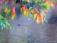 Ducks Enjoying The Water.