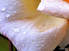 Wet Rose Petal