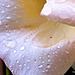 Wet Rose Petal