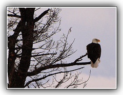 Eagle at our house.