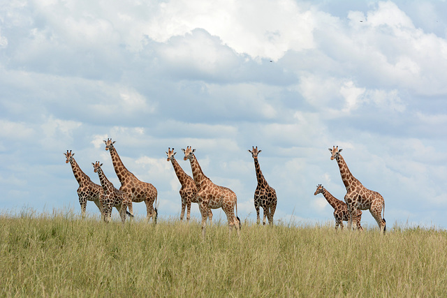 Uganda, Eight Giraffes in the Savannah at Murchison Falls National Park