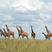 Uganda, Eight Giraffes in the Savannah at Murchison Falls National Park