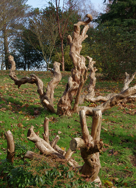 Peculiar (yew?) stumps