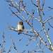 A distant Northern Pygmy-owl