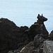 Azores, The Island of Pico, Volcanic Rock Puppy