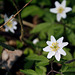Wood Anemone in the spotlight