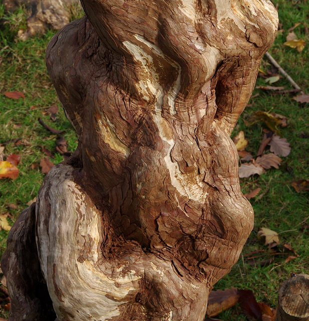 Peculiar (yew?) stumps