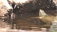 If we are going to drown.. may as well watch the fun on the way ! ~ Mississippi Mud Turtle in my Pond 18-5-2015