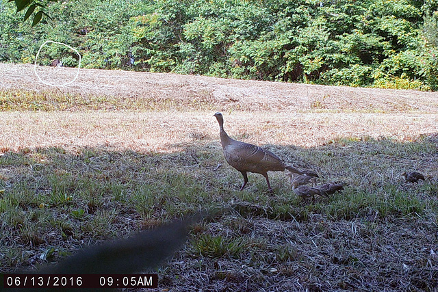 Turkeys - A Hen, Five Young, and a Tom