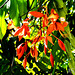 Diospyros atrata (Sri Lanka only), Royal Botanic Gardens of Peradeniya, Kandytanic G(2)