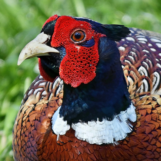 The Resplendent Cock Pheasant