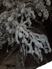 Rowan in winter