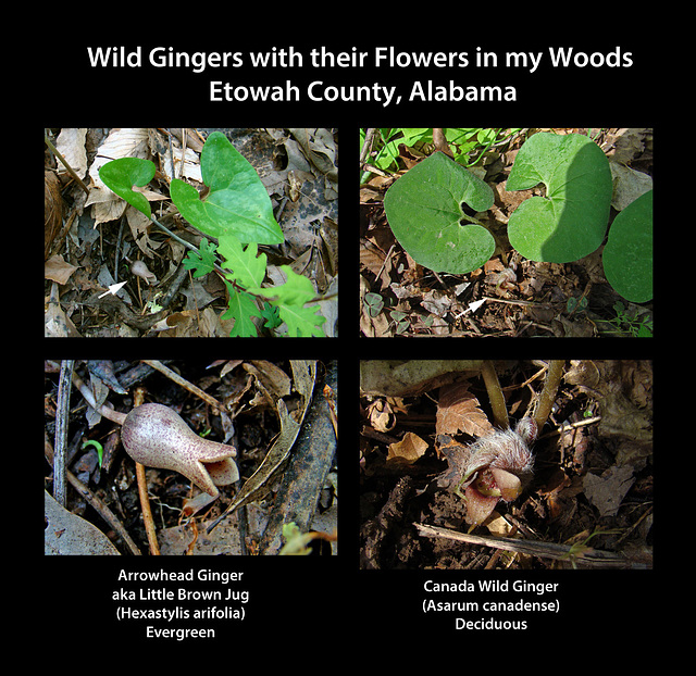 Wild Gingers and their Flowers