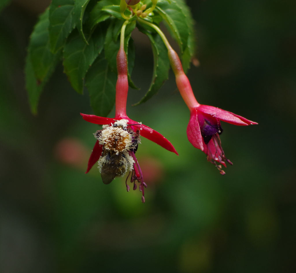 abeille dans le fuhshia après avoir visité les fleurs de l'hibiscus