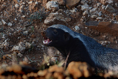 Namibia, Honey Badger is the Most Ferocious Predator