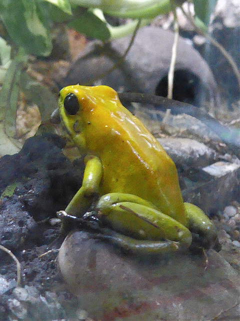 Black-legged Poison Dart Frog - 18 July 2021
