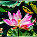 Lotusblüte (Nelumbo nucifera) in Thailand. ©UdoSm