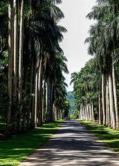 Sri Lanka tour - the third day, Royal Botanic Gardens of Peradeniya, Kandy