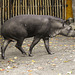 20170928 3121CPw [D~OS] Flachlandtapir (Tapirus terrestris), Zoo Osnabrück