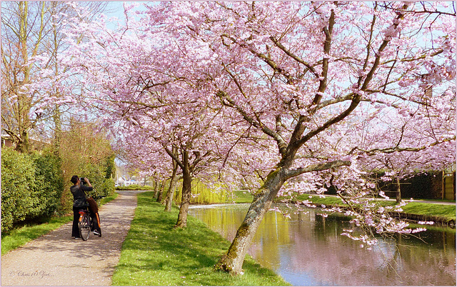 It's not only Me who love the blossoming Cherry trees...