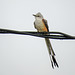 Day 6, Scissor-tailed Flycatcher, Hawk Alley, South Texas