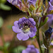 Zwerglöwenmäulchen (Chaenorhinum origanifolium) mit Wildbiene