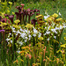 Calopogon tuberosus (Common Grass-pink orchid) and Pitcher Plants in the Bog Garden