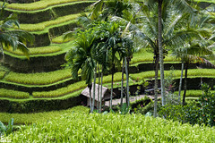 #10 Bali — The rice terraces of Tegalalang and Ubud