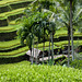 #10 Bali — The rice terraces of Tegalalang and Ubud