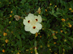 DSCN4468 - íris-africana, moreia-bicolor ou olho-de-tigre Dietes bicolor, Iridaceae