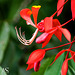 Amherstia nobilis, the Pride of Burma, Royal Botanic Gardens of Peradeniya, Kandy