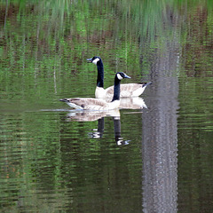 Canada geese watching dogs