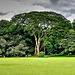 Sri Lanka tour - the third day, Royal Botanic Gardens of Peradeniya, Kandy