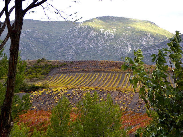 Autumn vineyards