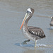 Lima, Playa Agua Dulce, Walking Pelican