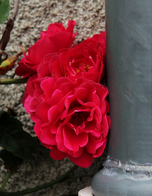 Rose de rue - Street rose