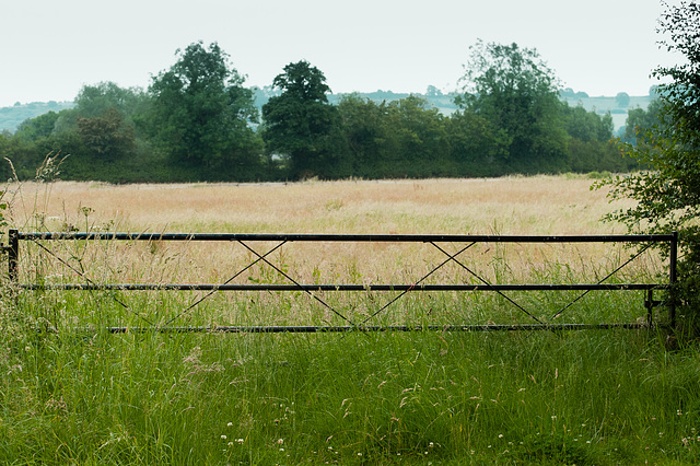 A Wiltshire Field, June, 2019